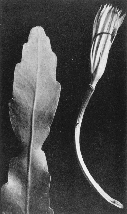 Epiphyllum guatemalense