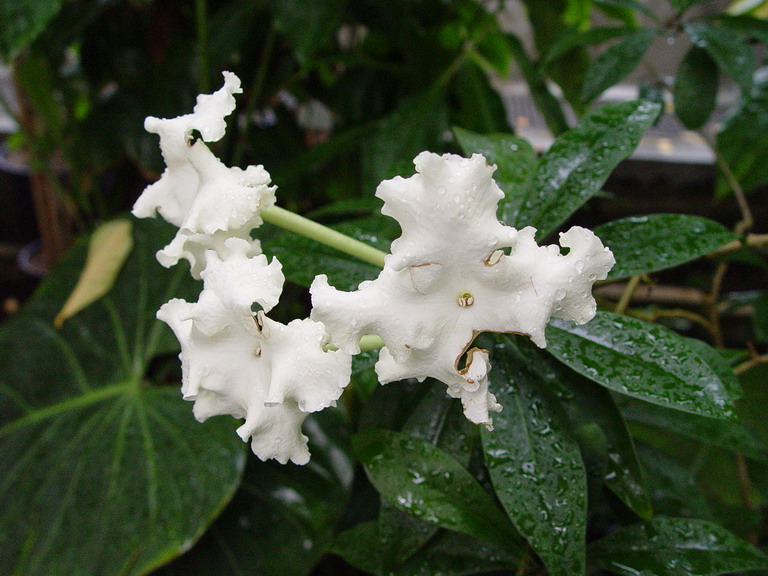 Brunfelsia undulata