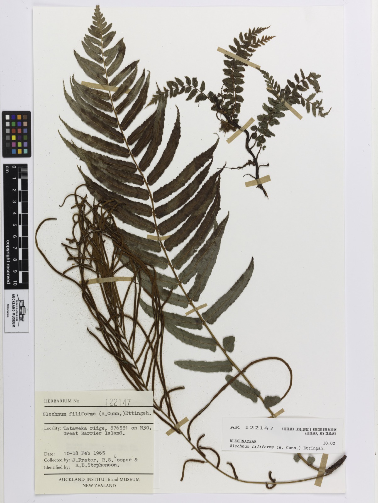 Blechnum filiforme