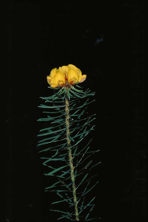Pultenaea whiteana