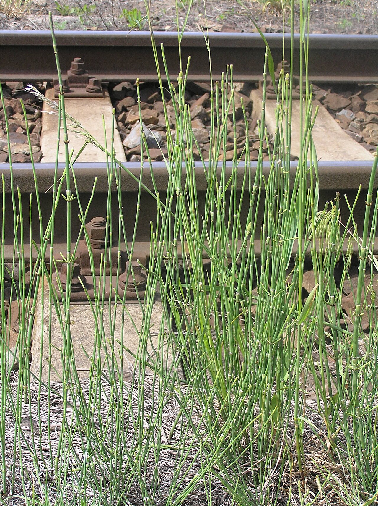 Equisetum ramosissimum