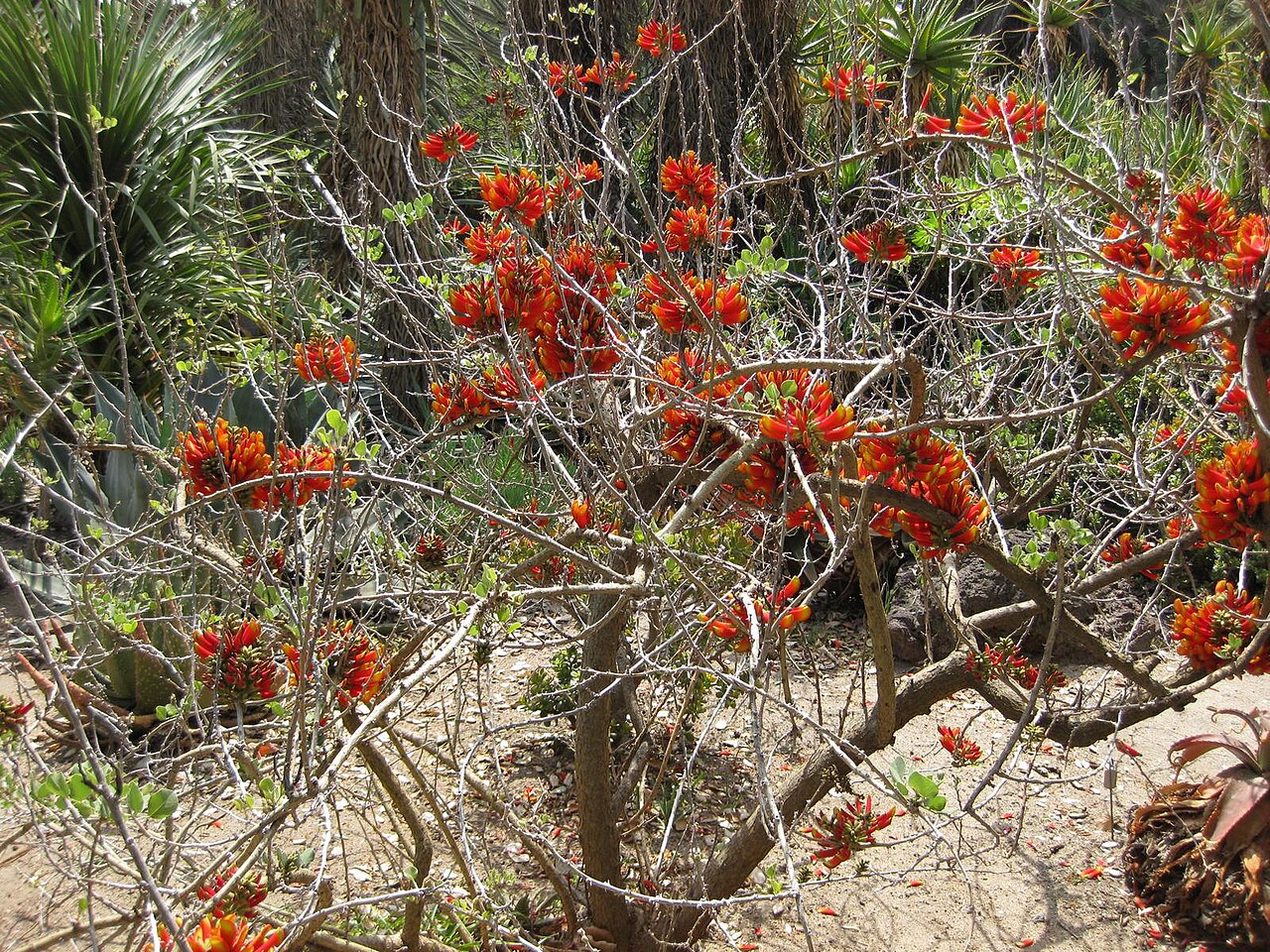 Erythrina acanthocarpa