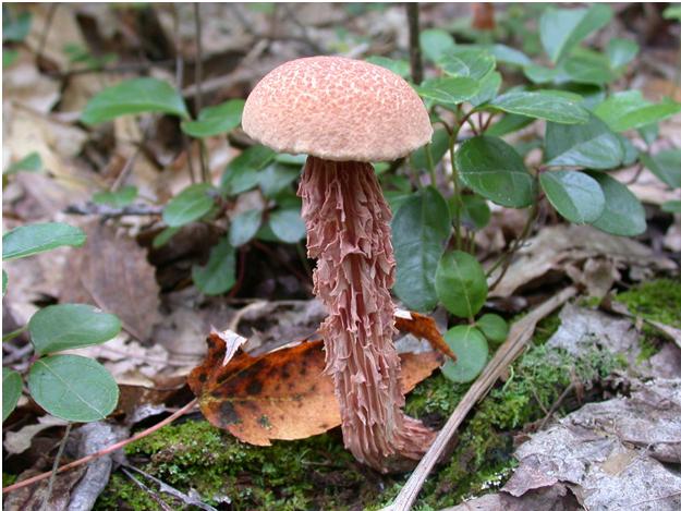 Boletellus russellii