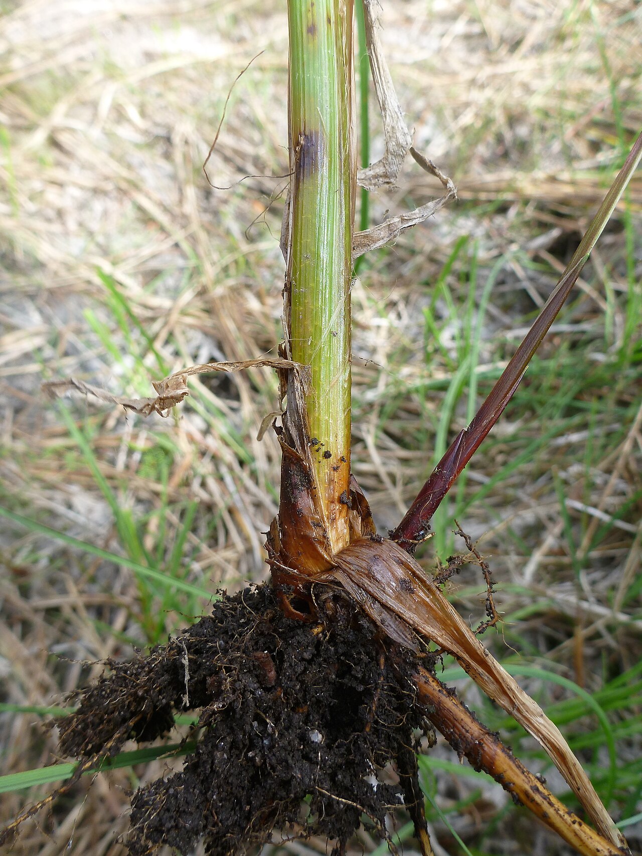 Carex rostrata