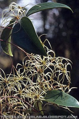Clematis crassifolia