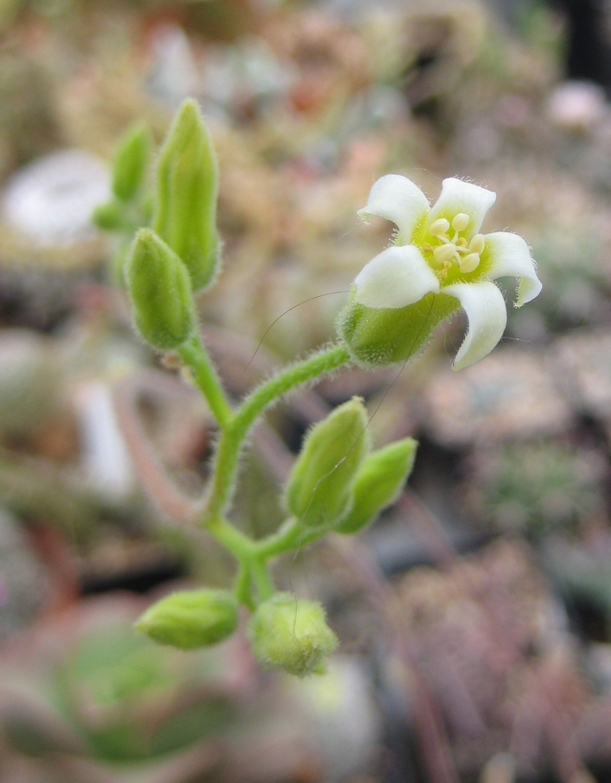 Tylecodon leucothrix