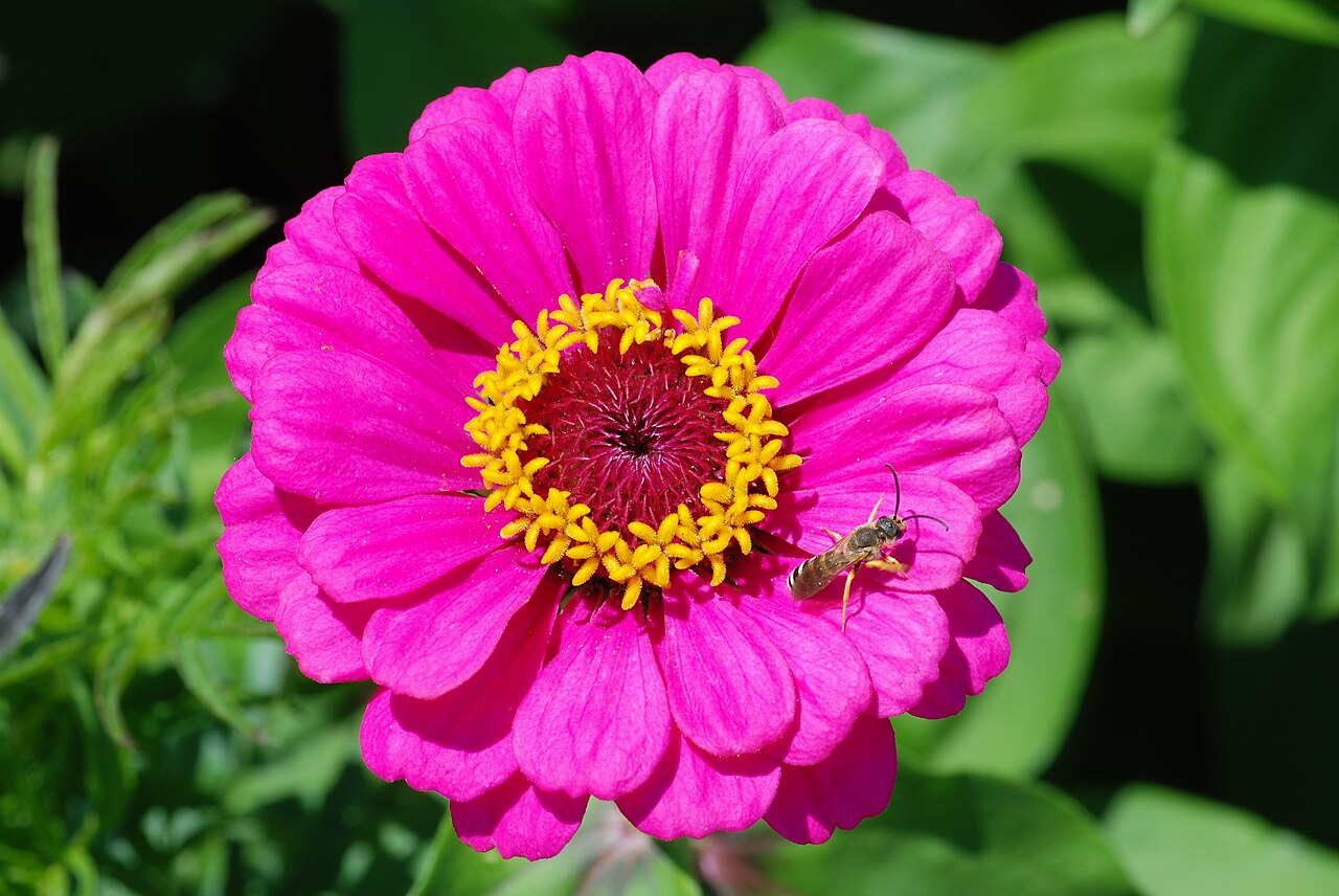 Zinnia violacea