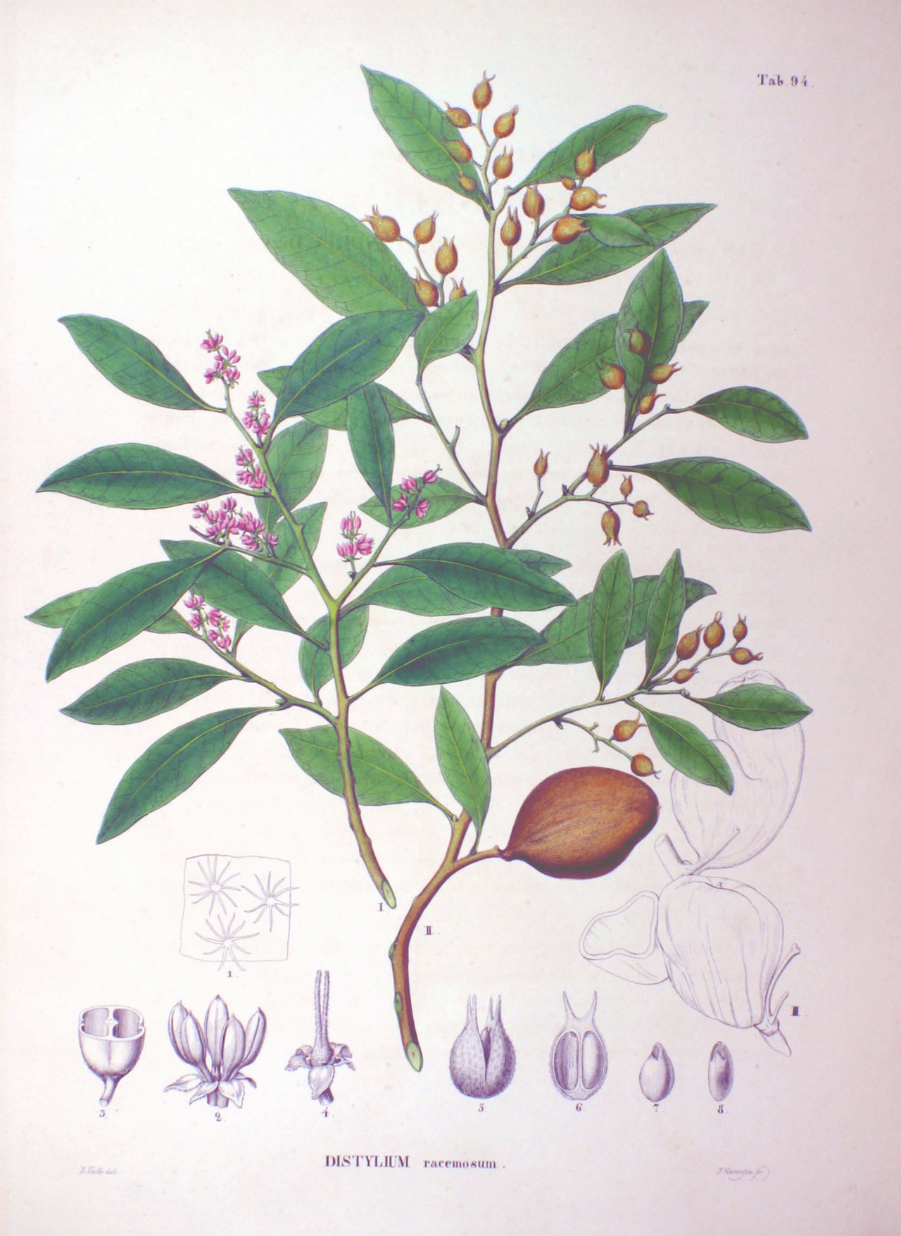 Distylium racemosum