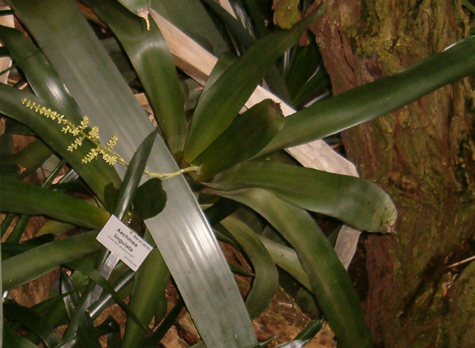 Aechmea lingulata