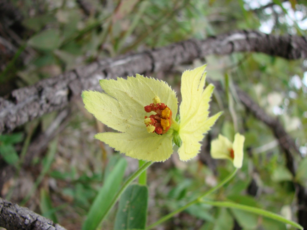 Dalechampia linearis