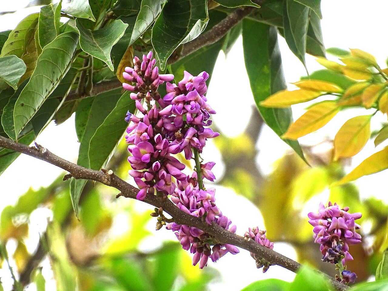 Lonchocarpus guatemalensis