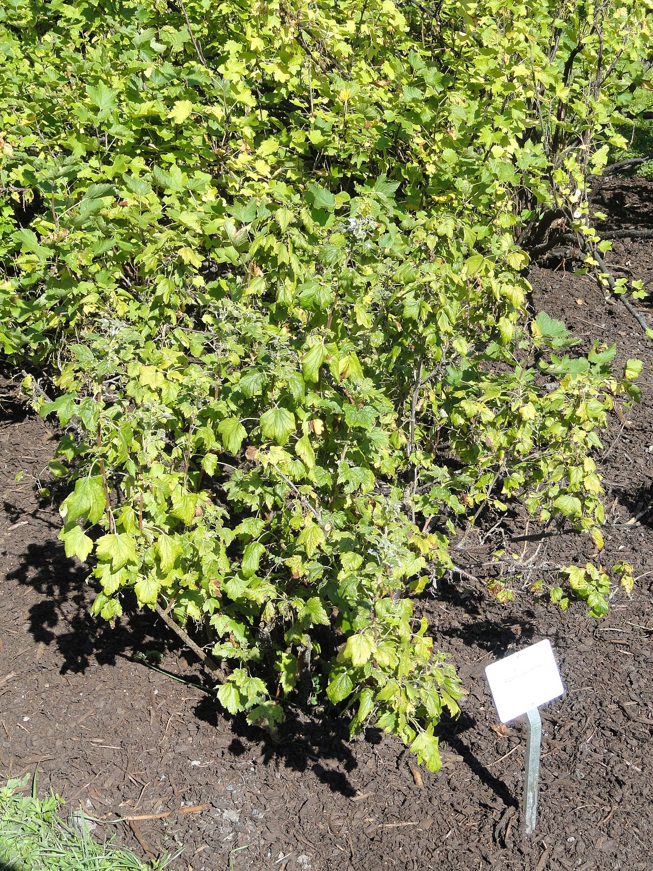Ribes procumbens