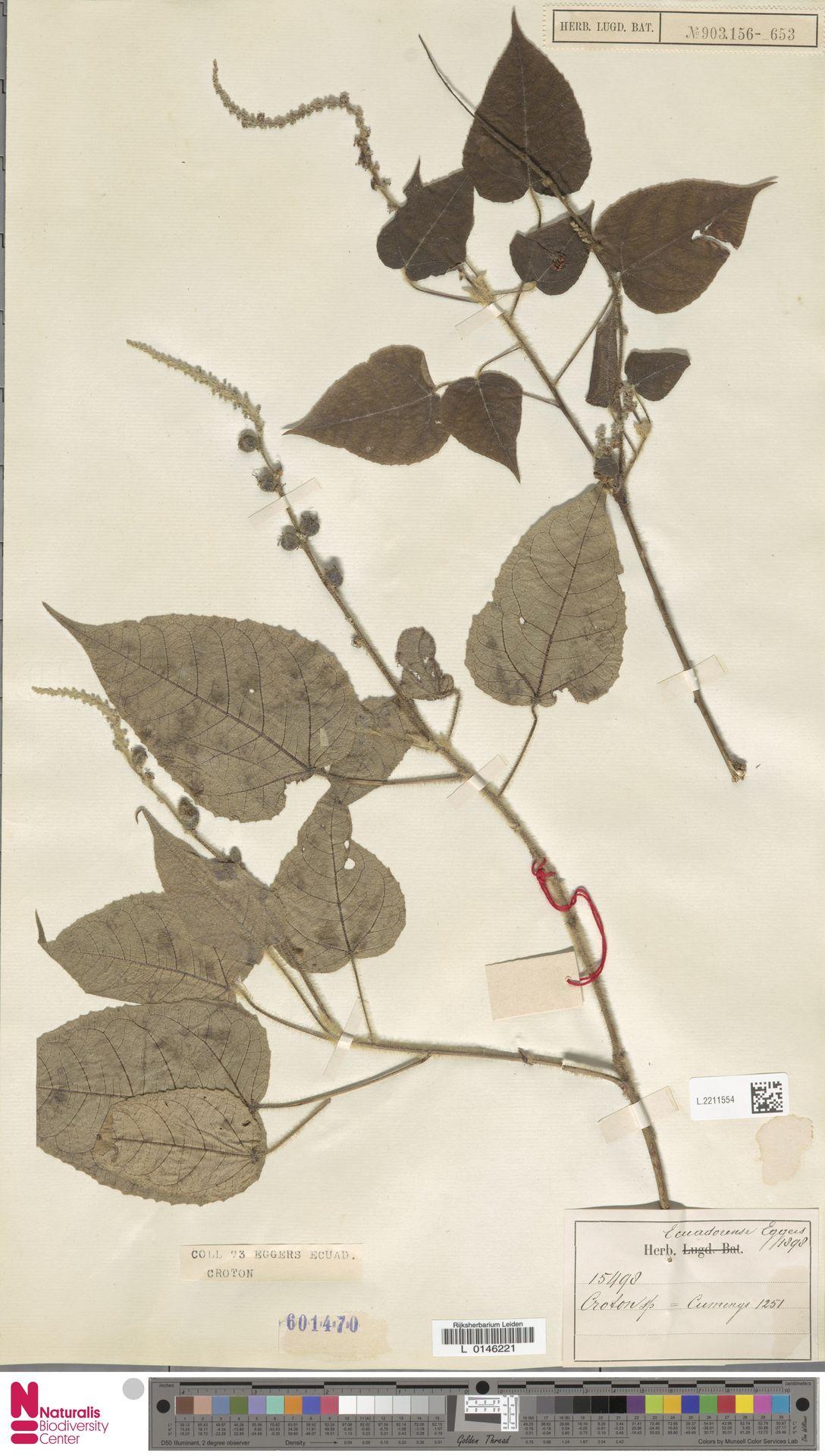 Croton aequatoris