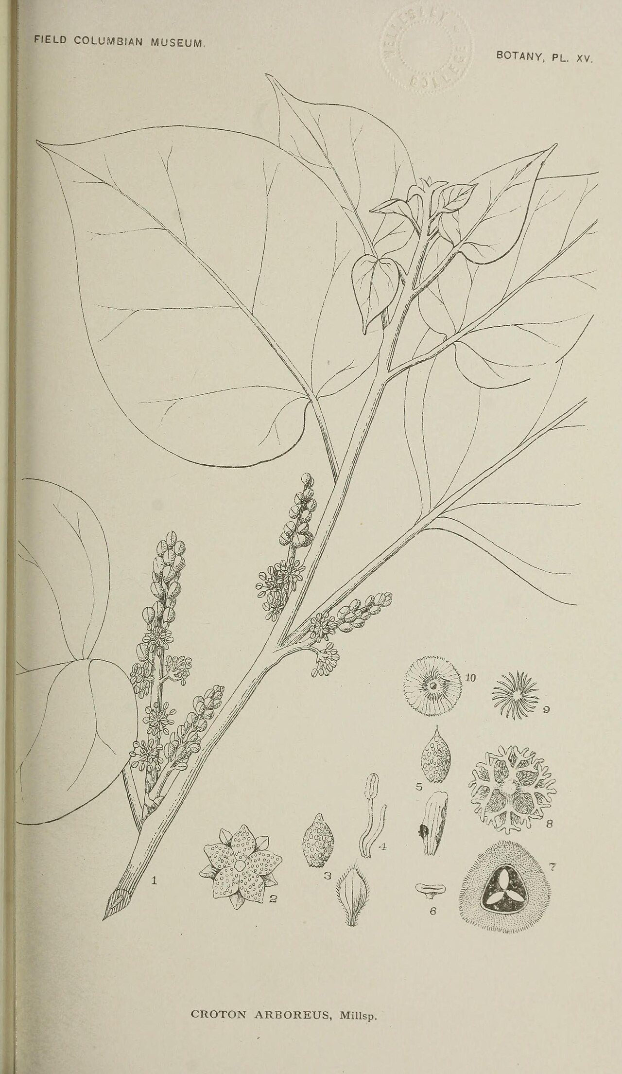 Croton arboreus