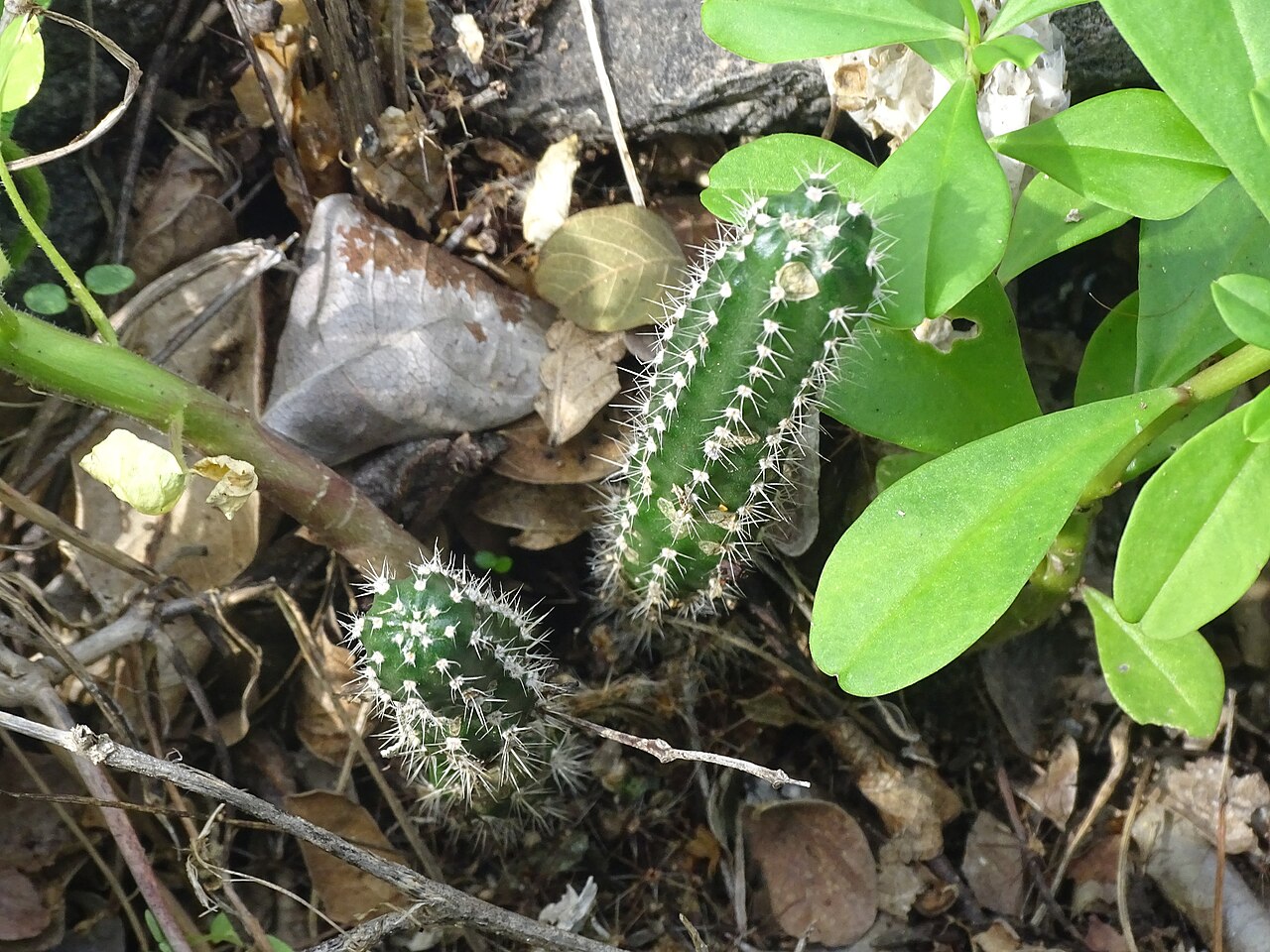 Acanthocereus occidentalis