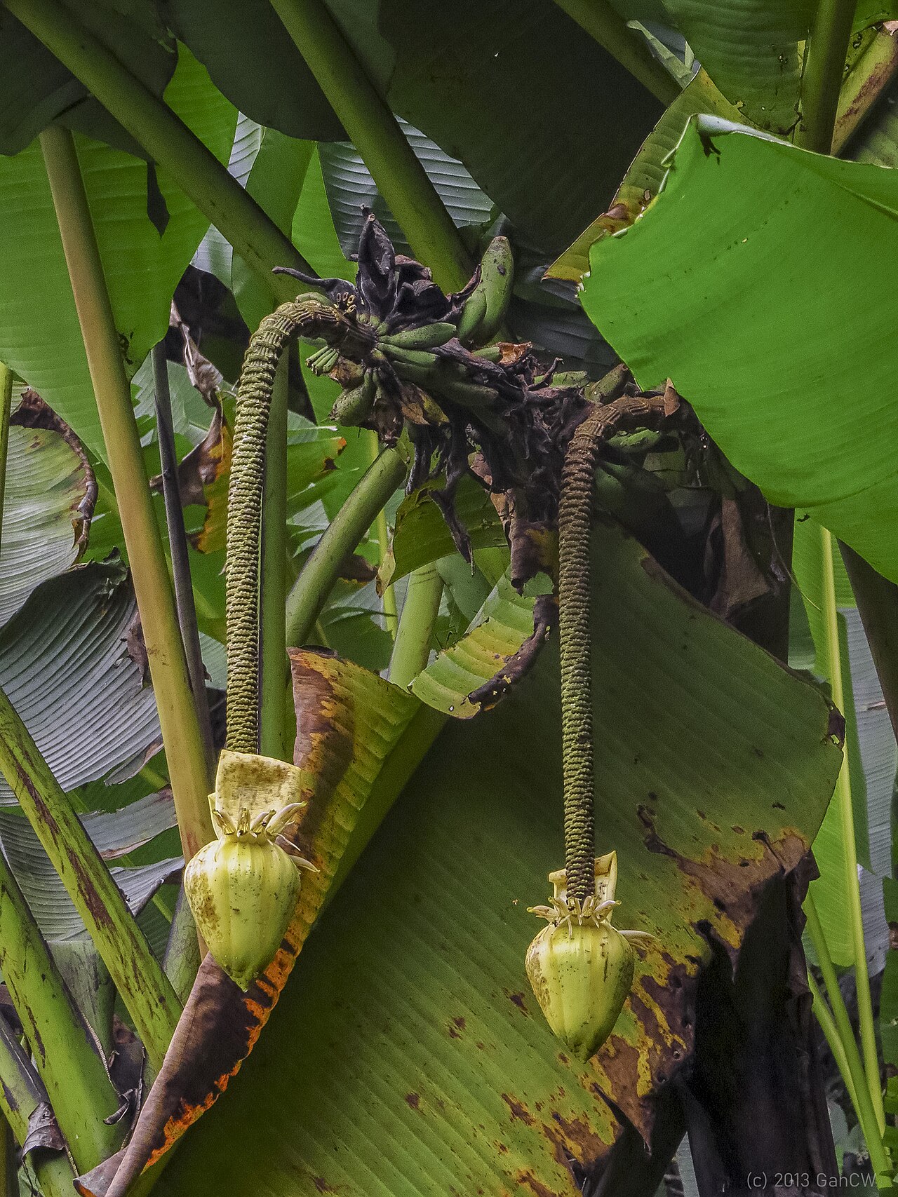Musa borneensis