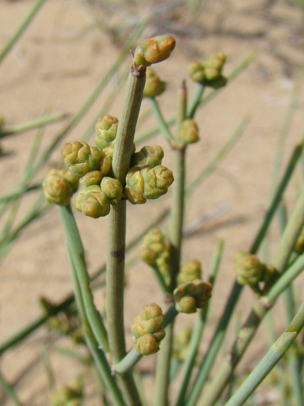 Ephedra intermedia