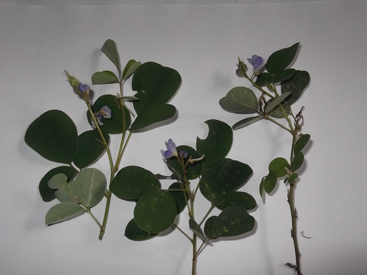 Grona ferruginea