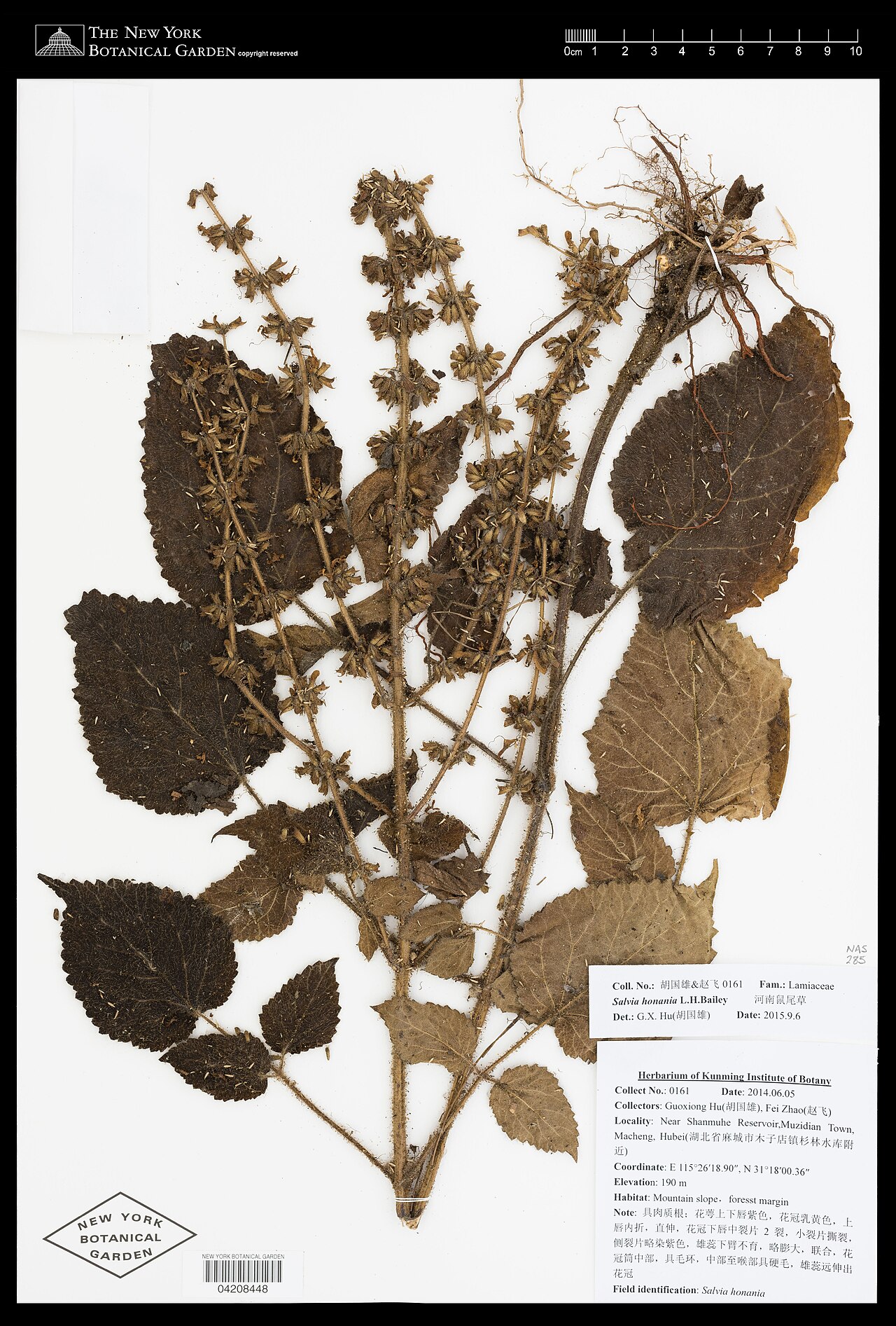 Salvia honania