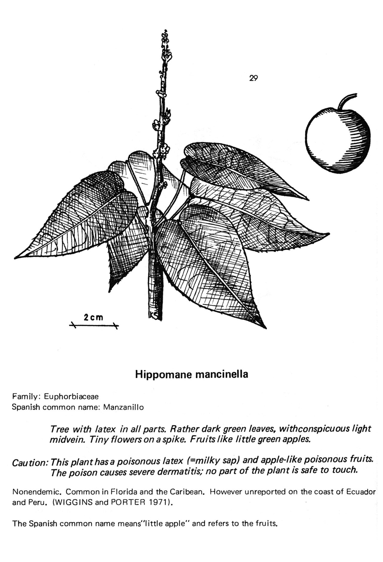 Hippomane mancinella