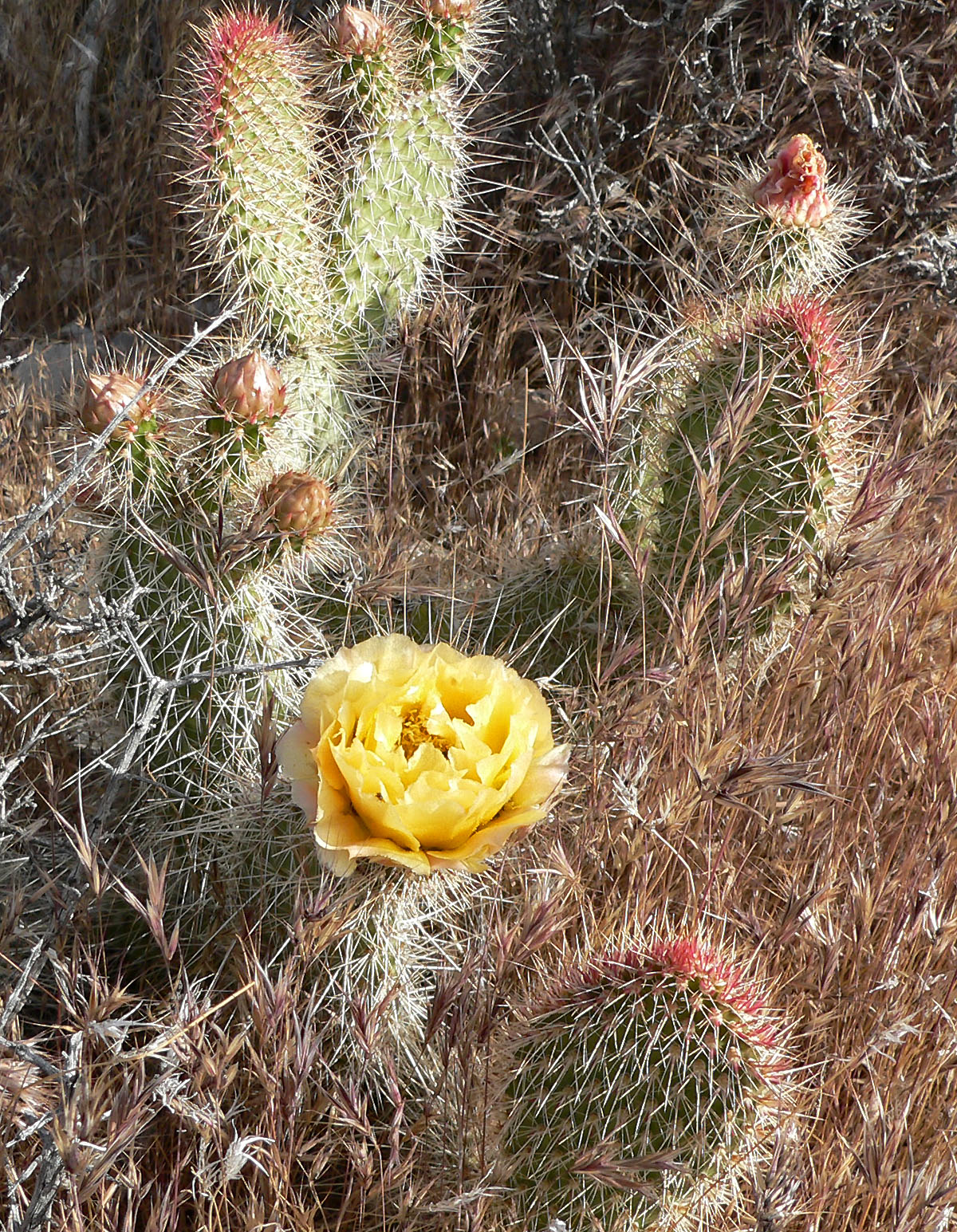 Opuntia polyacantha