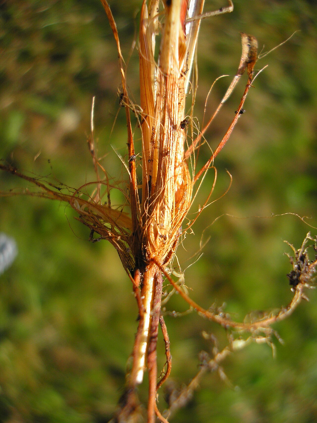 Carex pilulifera
