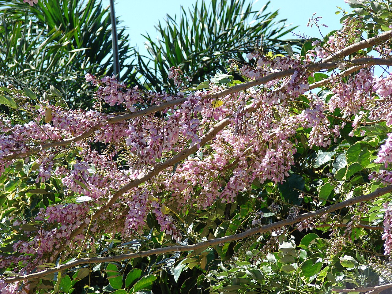 Gliricidia sepium