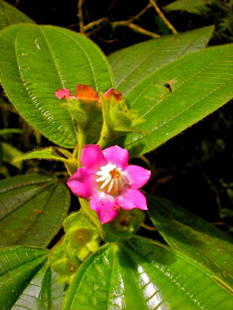 Blakea glandulosa