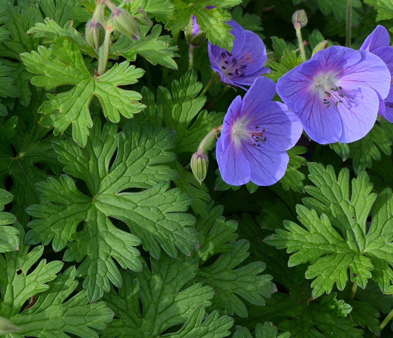 Geranium himalayense