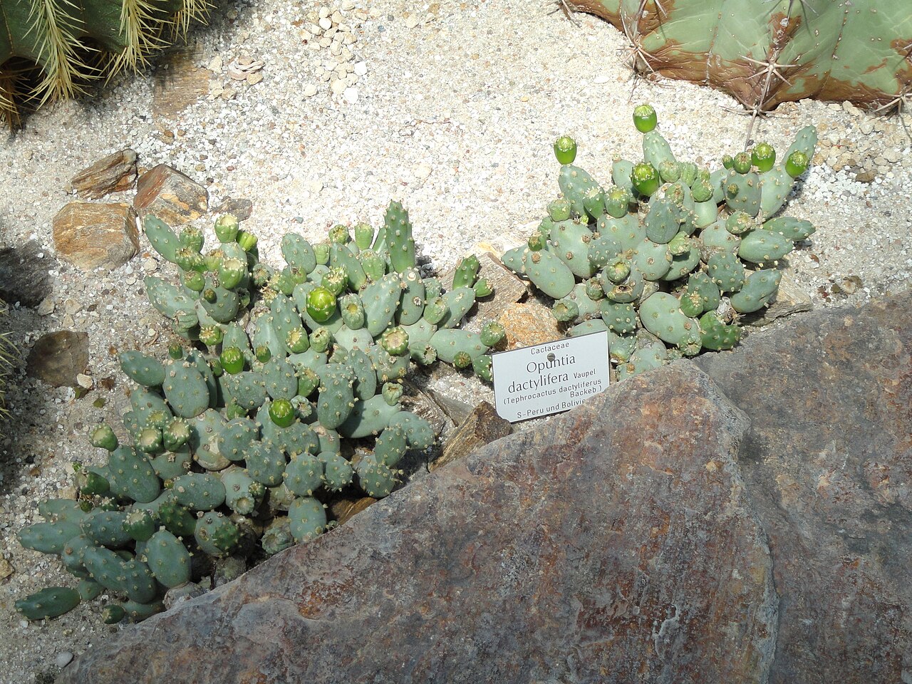 Cumulopuntia dactylifera