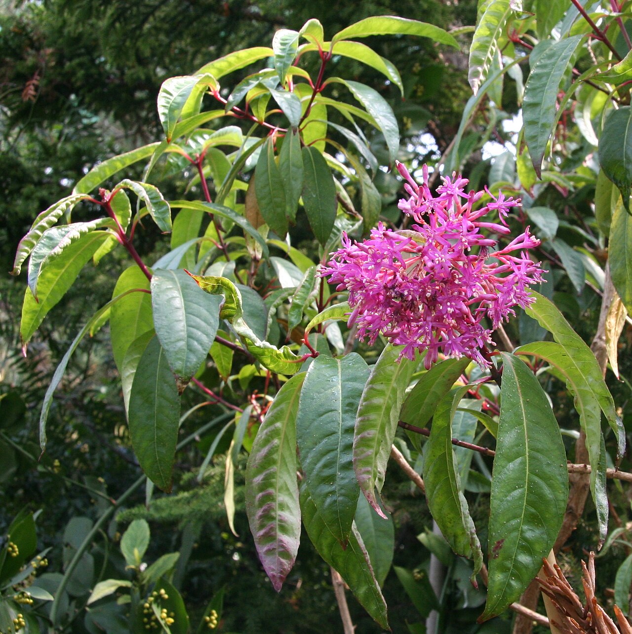 Fuchsia paniculata