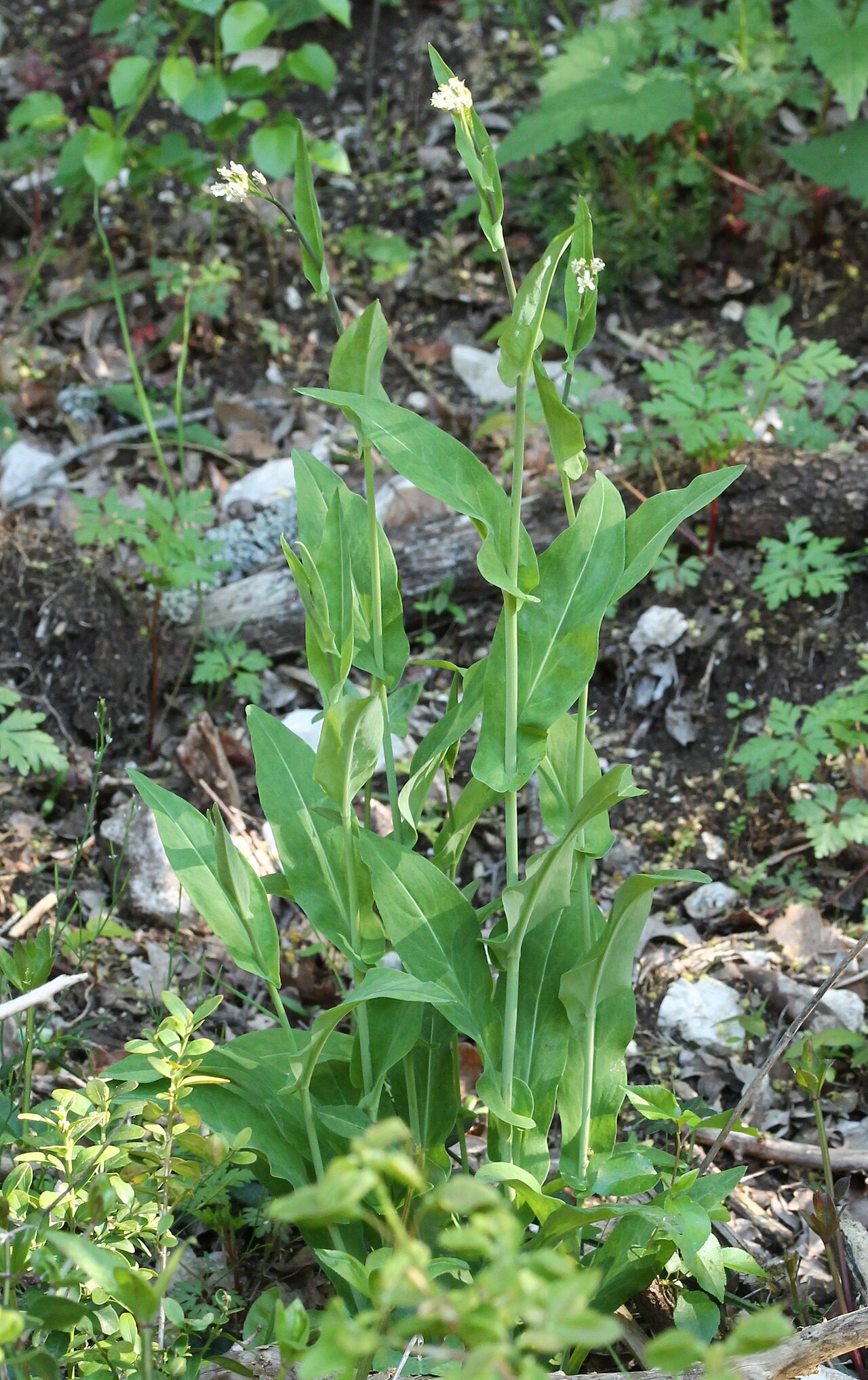 Fourraea alpina