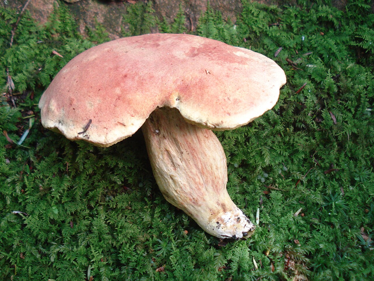 Boletus miniato-olivaceus