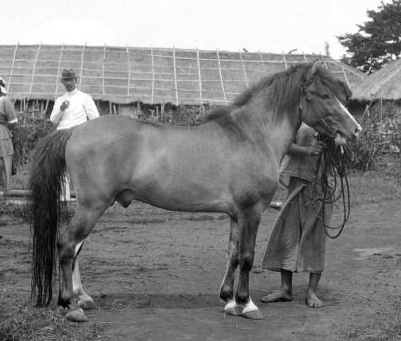 Batak Pony