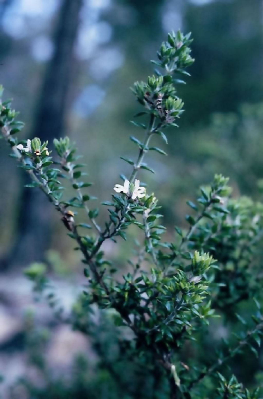 Westringia davidii