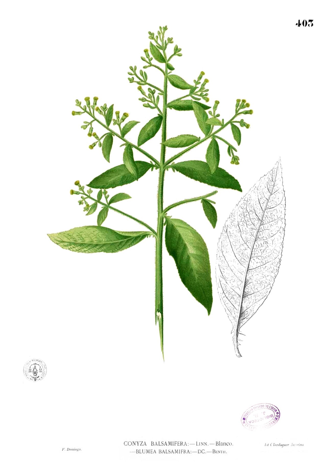 Salvia appendiculata