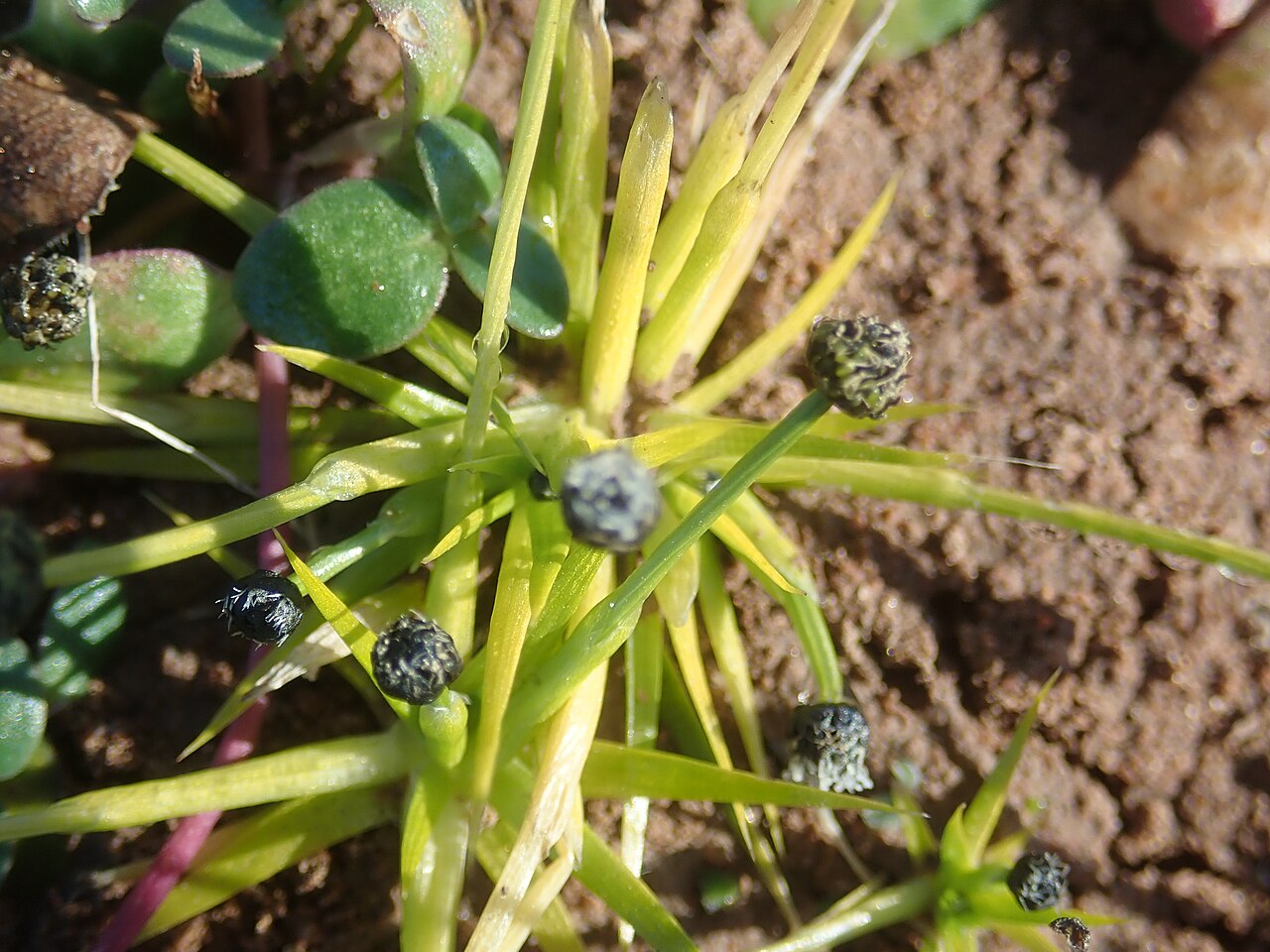 Eriocaulon australasicum