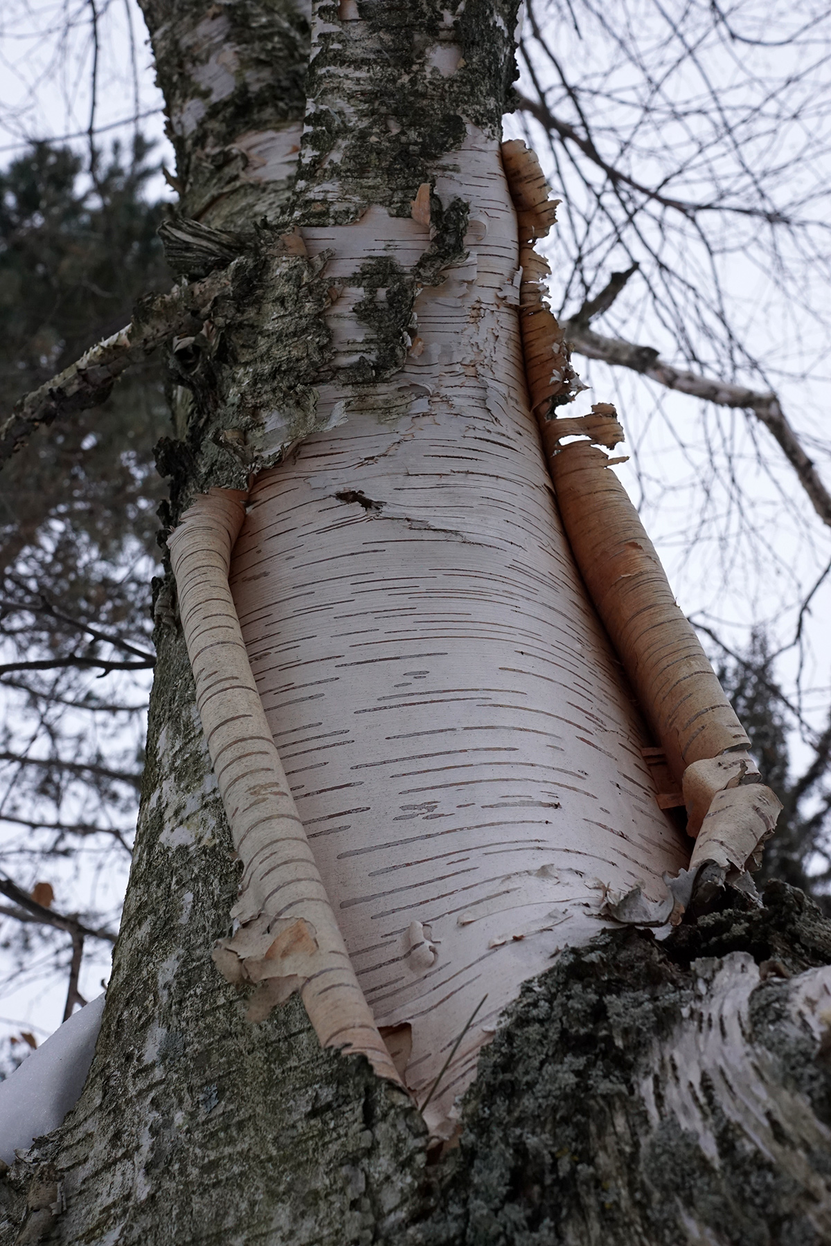 Betula papyrifera