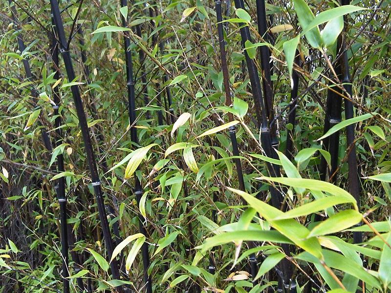 Bambusa vulgaris
