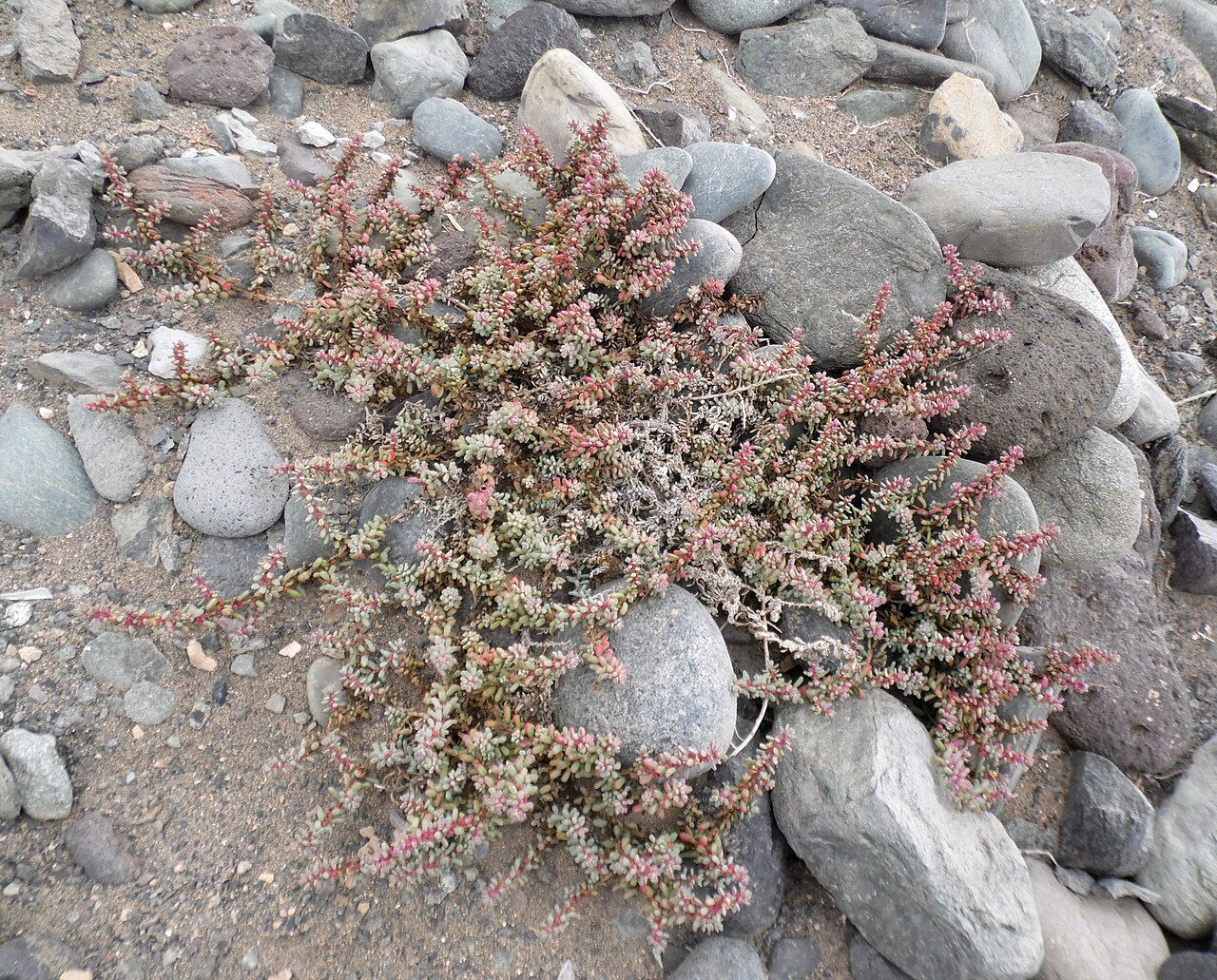 Suaeda vermiculata
