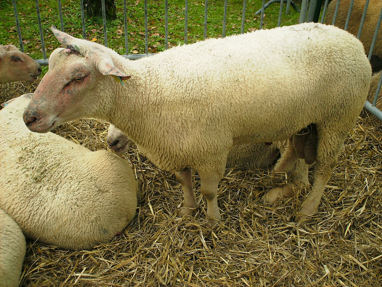 Charollais