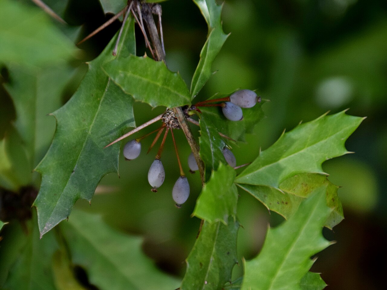 Berberis bergmanniae