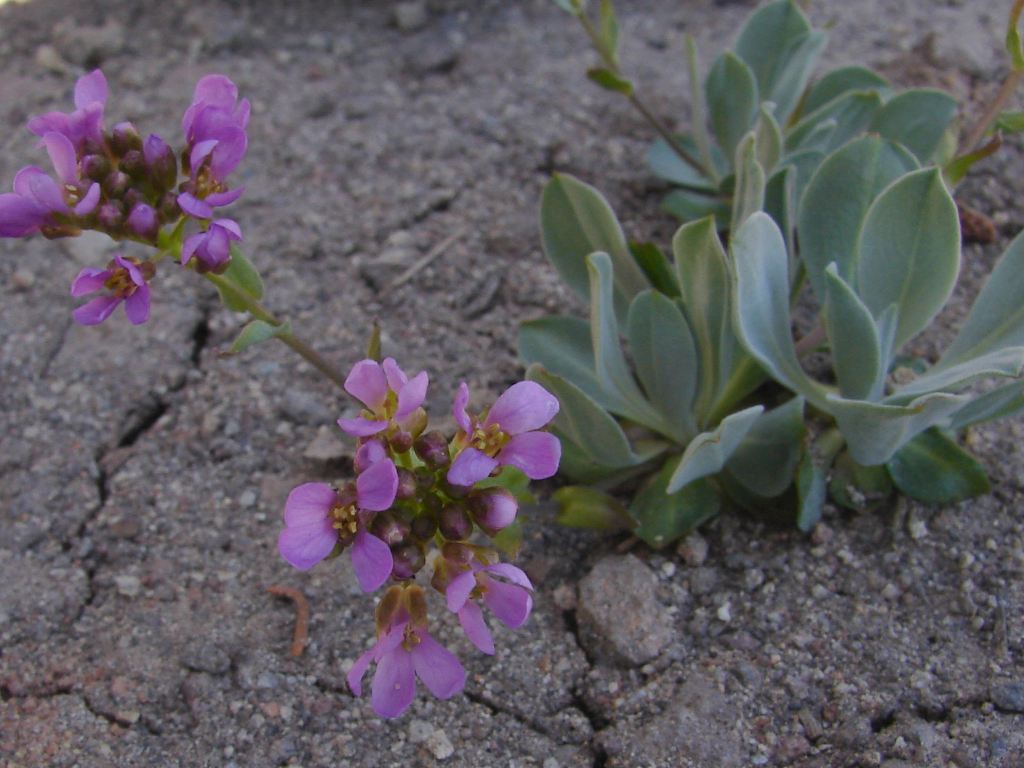 Arabis lemmonii