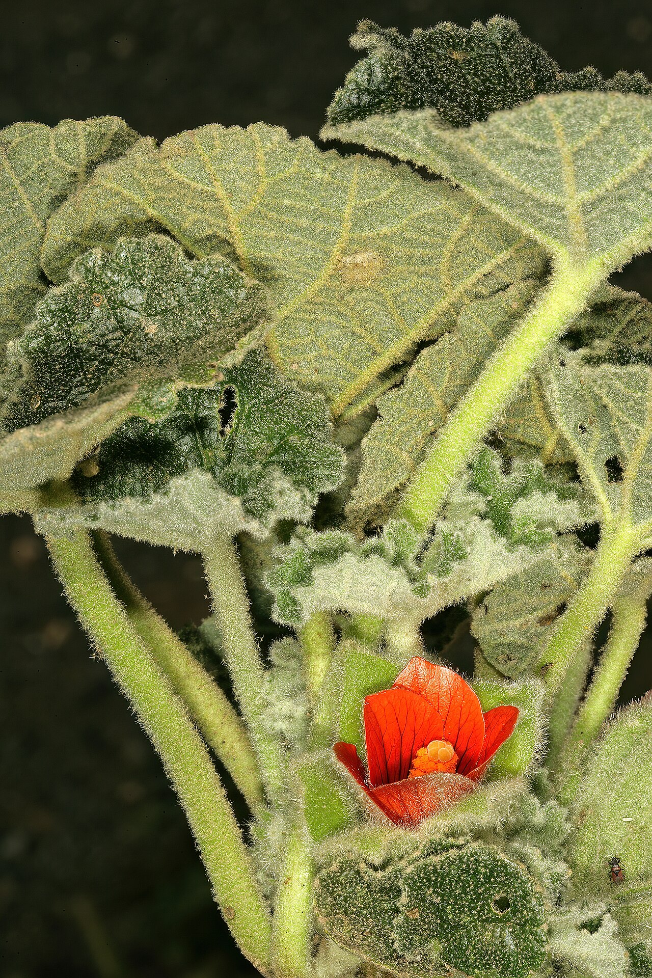 Radyera urens