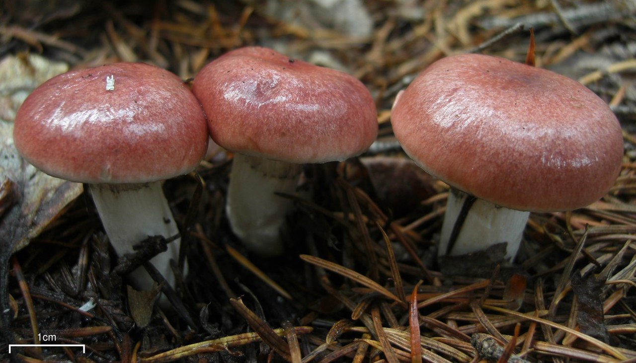 Rosy gomphidius and rosy slimespike