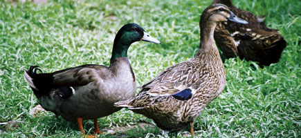 Ànnera mallorquina