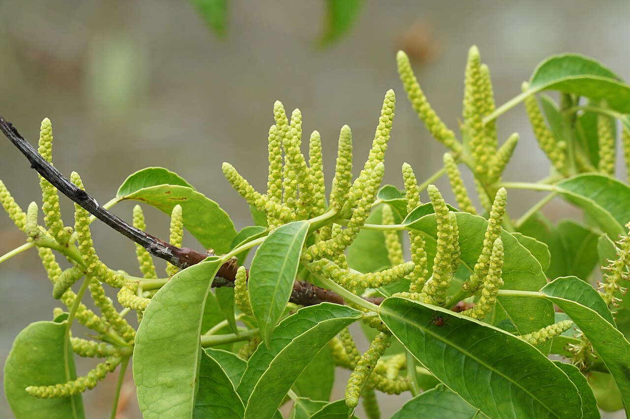 Excoecaria agallocha