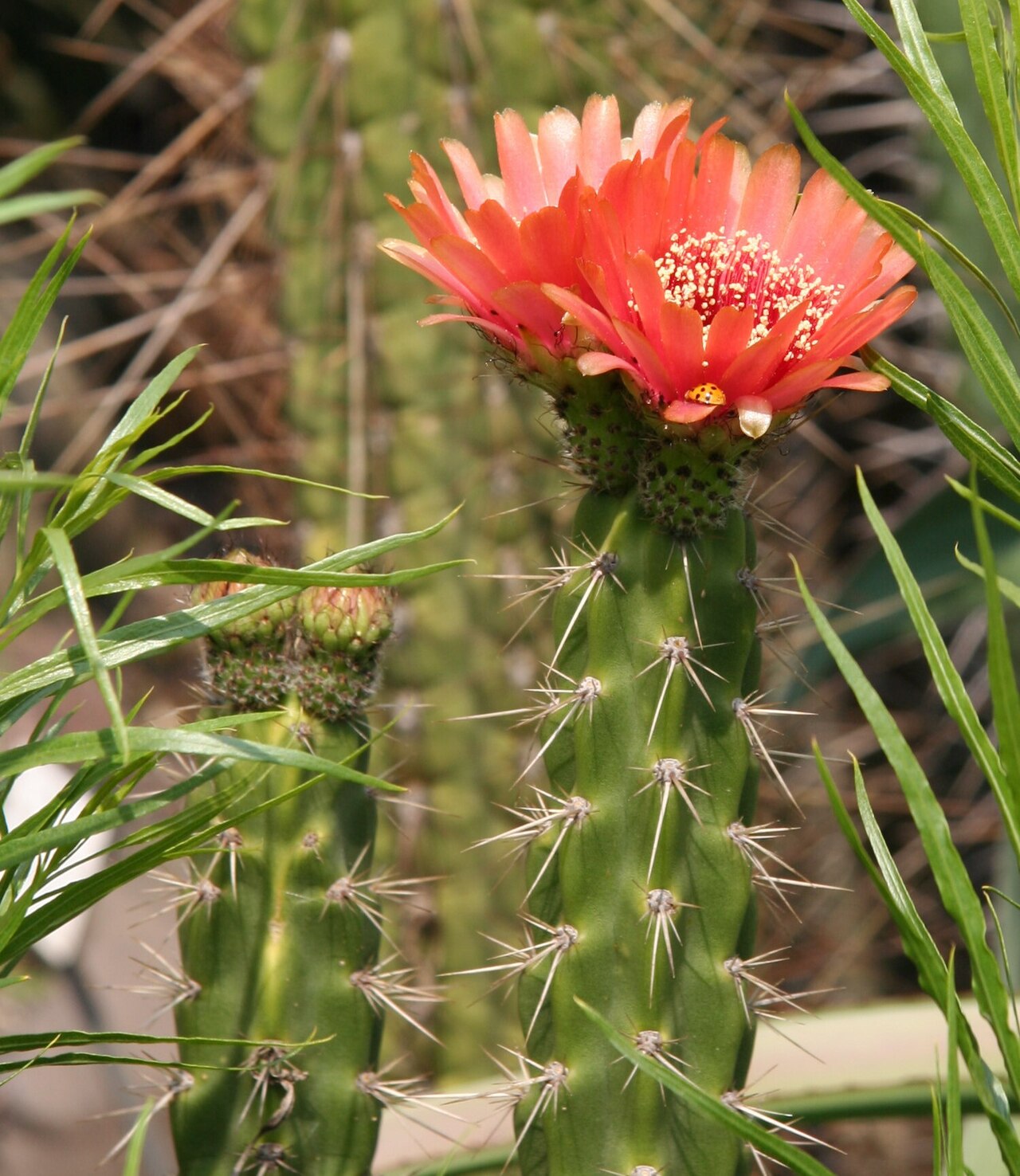 Corryocactus melanotrichus