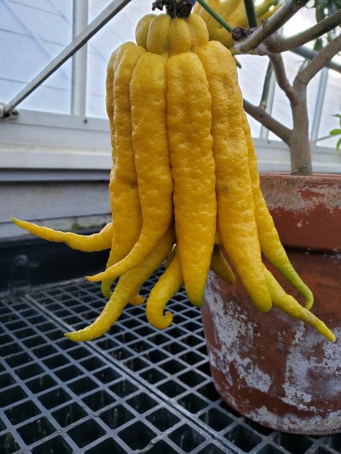 Citrus pyriformis