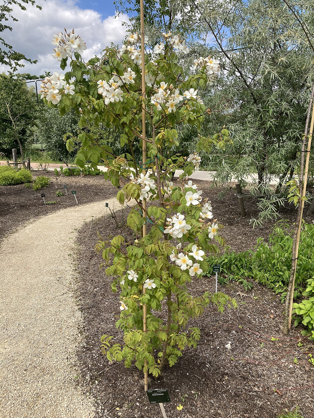 Rosa brunonii